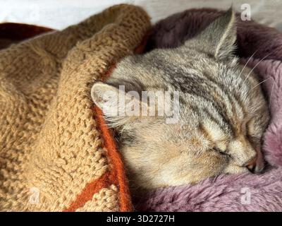 Cute cat sleeping under blanket. Stock Photo