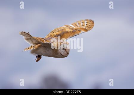 female barn owl (Tyto alba) close up during flight Stock Photo