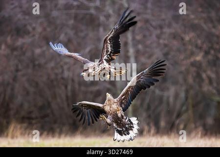 female White-tailed eagle (Haliaeetus albicilla) attacking each other Stock Photo