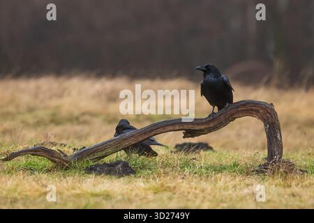 male common raven (Corvus corax) sitting on the trunk Stock Photo