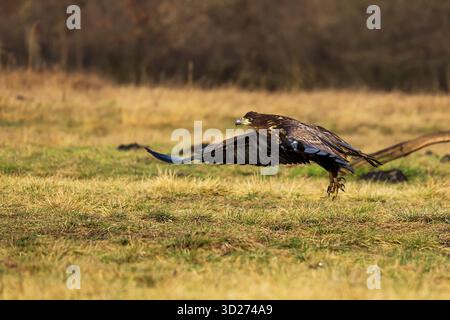 female White-tailed eagle (Haliaeetus albicilla) before landing Stock Photo