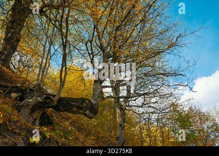A tree with a large branch has fallen on the ground. The tree is surrounded by other trees and leaves. The sky is clear and blue Stock Photo