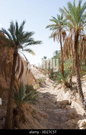 Date palm - Phoenix dactylifera - with road sign April 2023. Spring ...