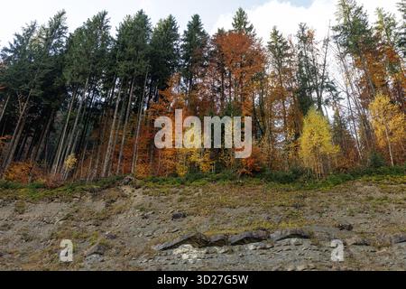Scenic autumn hillside with conifers and golden deciduous trees above a rocky slope showing layered strata, ideal for travel and geology themes. Stock Photo