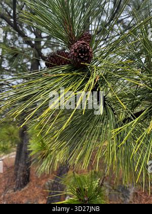 Pine branch with cones and raindrops after rain in the forest Stock Photo
