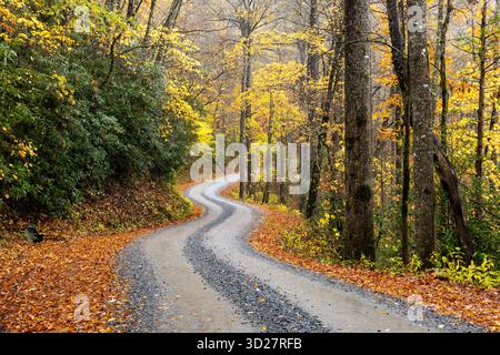 Winding road through fall foliage in Pisgah National Forest, Brevard, North Carolina, USA Stock Photo