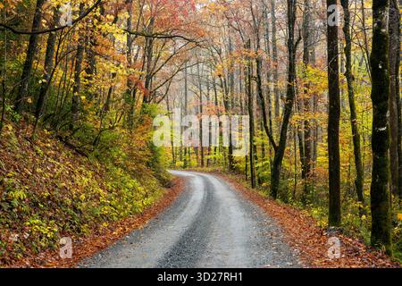 Winding road through fall foliage in Pisgah National Forest, Brevard, North Carolina, USA Stock Photo