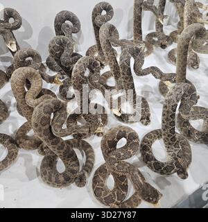 Taxidermy Rattlesnakes on Display at Sweetwater Rattlesnake Round-Up ...