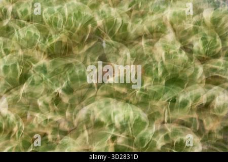 Soft, blurred layers of lush green leaves create a vibrant backdrop in gentle natural light. The image captures the essence of nature's textures and s Stock Photo