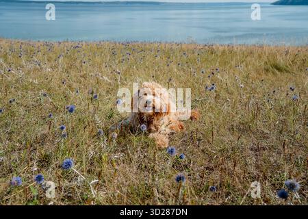 Adorable curly-haired brown dog of the breed Labradoodle or Kawapu walks on a hill covered with flowers of a Mordovian, a summer landscape Stock Photo