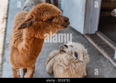 Fluffy alpacas in a pen on a farm in summer Stock Photo