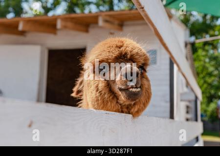 Fluffy alpacas in a pen on a farm in summer Stock Photo