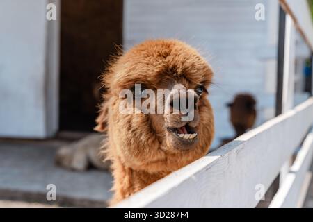 Fluffy alpacas in a pen on a farm in summer Stock Photo