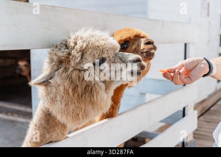 Fluffy alpacas in a pen on a farm in summer Stock Photo