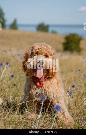 Adorable curly-haired brown dog of the breed Labradoodle or Kawapu walks on a hill covered with flowers of a Mordovian, a summer landscape Stock Photo