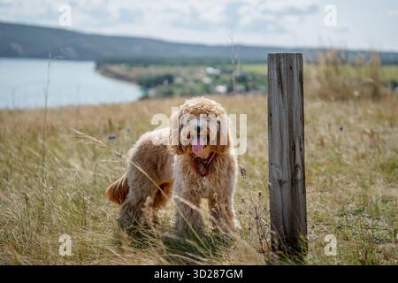 Adorable curly brown dog of the breed Labradoodle or Kawapu walks on a hill in the mountains Stock Photo