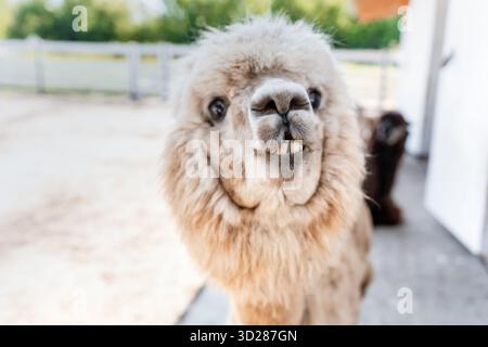 Fluffy alpacas in a pen on a farm in summer Stock Photo