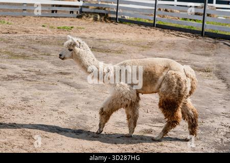 Fluffy alpacas in a pen on a farm in summer Stock Photo