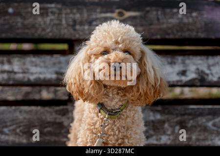 Toy poodle brown outdoor in summer Stock Photo