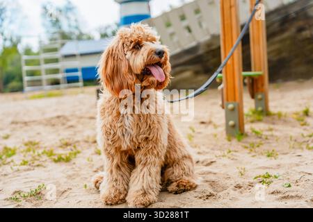 Curly brown dog poodle or labradoodle outdoors on a summer day Stock Photo