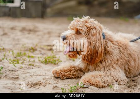Curly brown dog poodle or labradoodle outdoors on a summer day Stock Photo