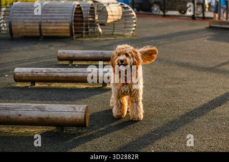Curly brown dog poodle or labradoodle outdoors on a summer day Stock Photo