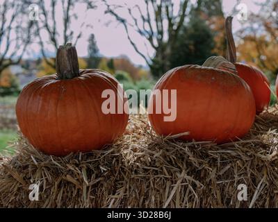 Two bright pumpkins sit on straw with soft background trees. The minimalist scene conveys calm harvest feeling and seasonal authenticity. Stock Photo