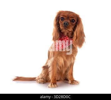 cavalier king charles in front of white background Stock Photo