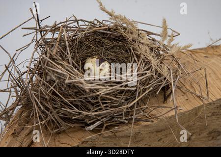 Three quail eggs lying in handmade bird nest made of dry twigs and straw Stock Photo