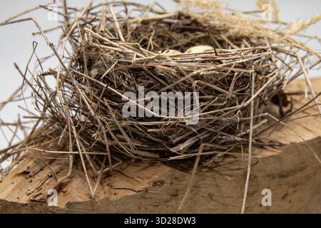Three quail eggs lying in handmade bird nest made of dry twigs and straw Stock Photo