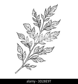 Elegant twigs with leaves, handmade. Vector illustration, Branches isolated on a white background. Suitable for postcards, logos, decorations, invitat Stock Vector