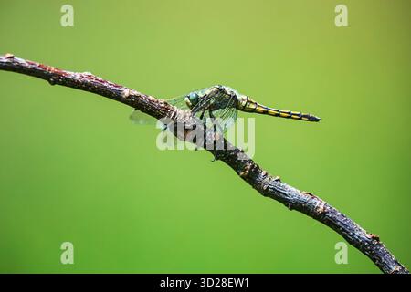 Dragonfly (Orthetrum cancellatum) sitting on a twig by the meadow Stock Photo