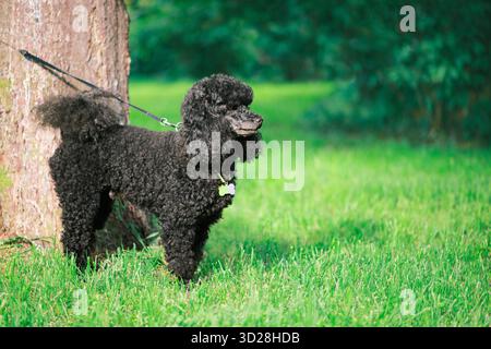 Black Poodle is tied to a tree trunk with a leash in park, side view Stock Photo