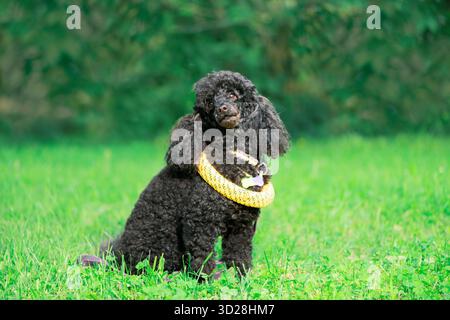 Funny black Poodle with with yellow puller toy around its neck sitting on grass Stock Photo