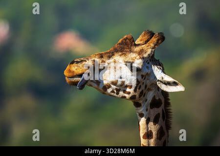 Nubian giraffe (Giraffa camelopardalis camelopardalis) portrait of the head only Stock Photo