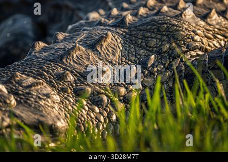Crocodile skin, a close-up image of the predator's scales on the side and of the back. Sokiy scales. Chobe National Park, Botswana, Africa Stock Photo