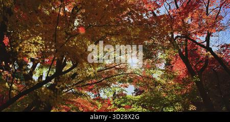 Bright sun bursts through moving autumn canopy Stock Photo