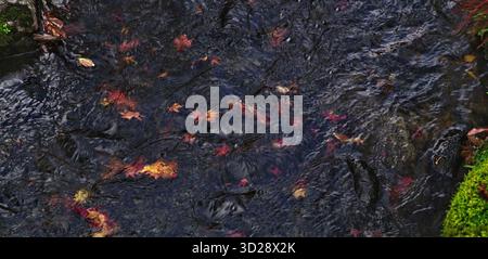 Vibrant autumn leaves gently drift across the clear, rippling stream. Stock Photo