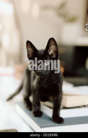 Little black kitten standing on books looking at camera Stock Photo