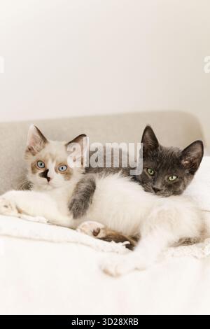 Two cuddling kittens resting together on  neutral sofa Stock Photo