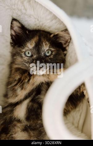 Tortoiseshell kitten resting on white furry blanket Stock Photo