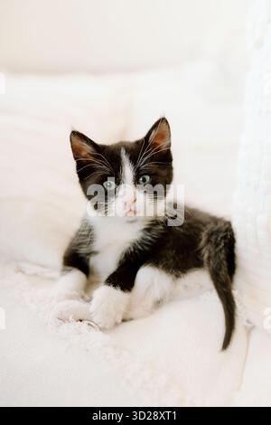 Black and white kitten lounging on soft white blanket Stock Photo