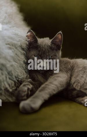 Sleeping grey kitten resting on cozy fur pillow Stock Photo