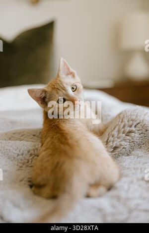 Ginger kitten lying on soft gray blanket, looking back Stock Photo