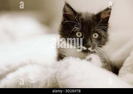 Black and white kitten resting on white blanket Stock Photo