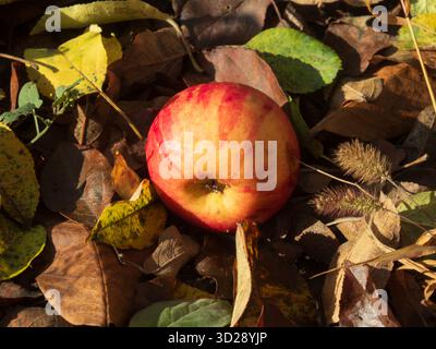 Autumn Apple Resting on a Bed of Fall Leaves Stock Photo