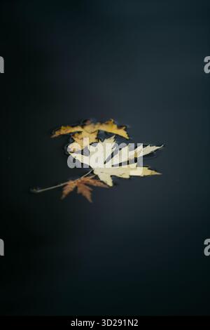 Dry maple leaves floating gently on dark autumn water Stock Photo