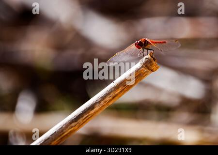 Fiery Red Dragonfly on a Reedy Perch Stock Photo