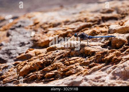 Blue Dasher Dragonfly on Sun-Drenched Rock Stock Photo
