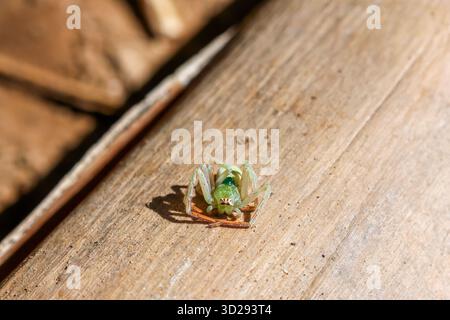 Close-up of a poor, dead, light green spider. lying on a log Stock Photo
